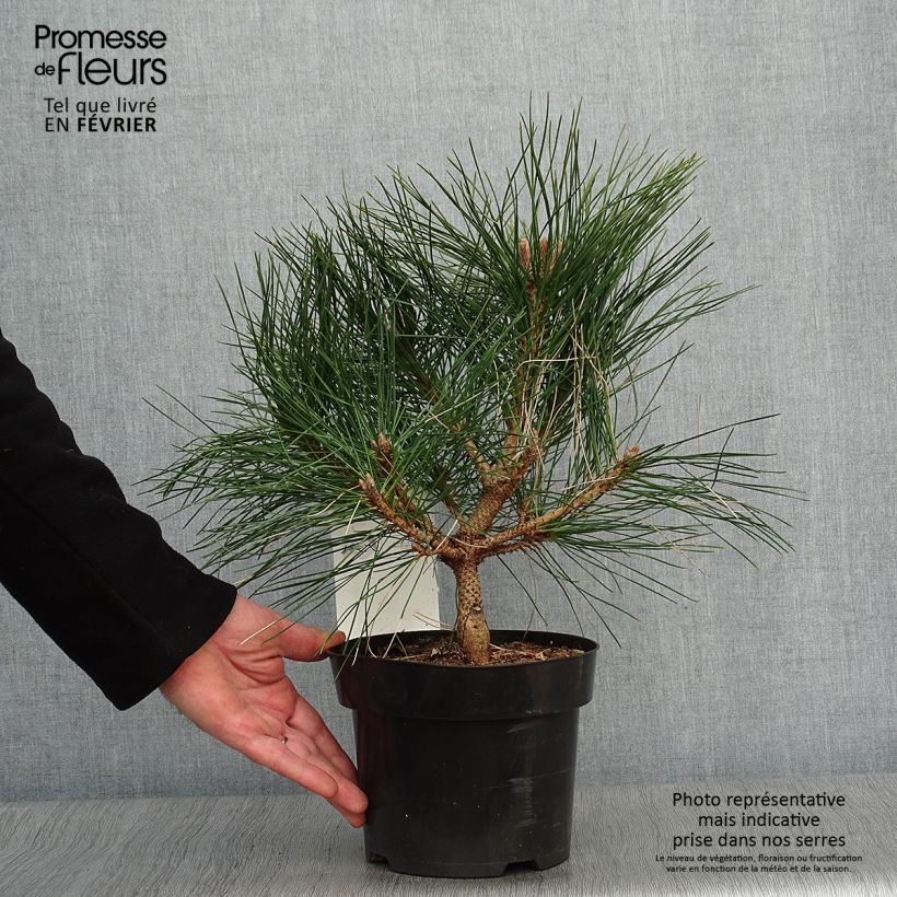 Spécimen de Pinus nigra Pierrick Brégeon en pot de 3L - Pin noir tel que livré en hiver