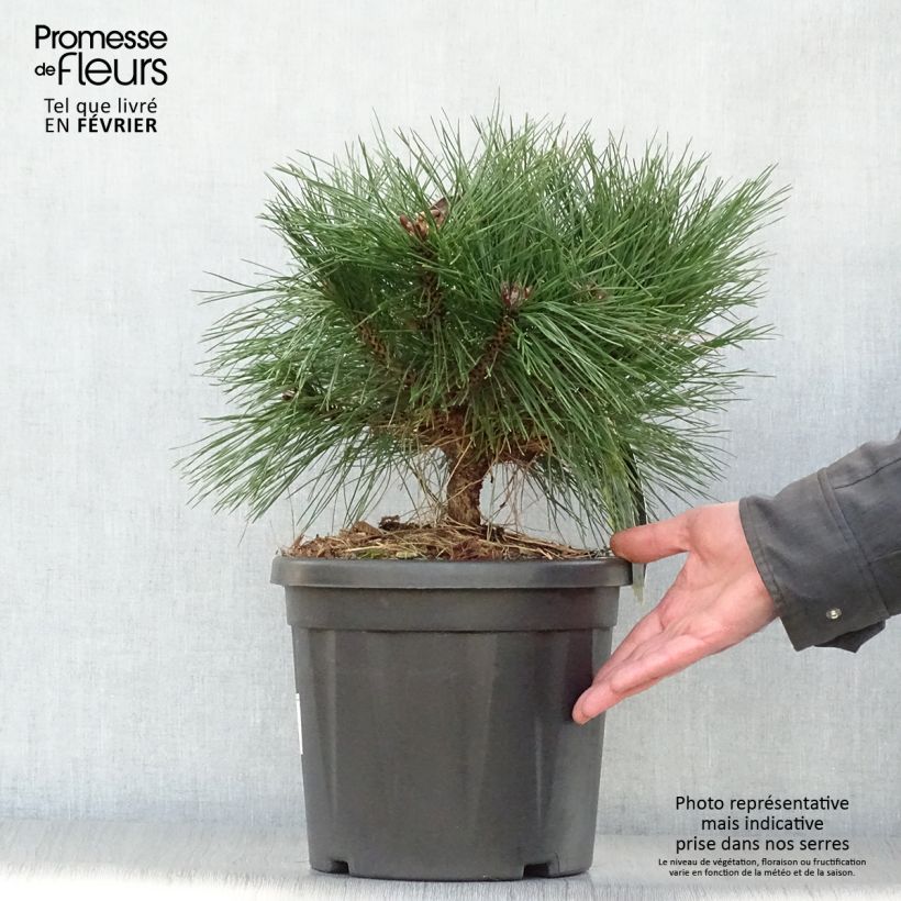 Spécimen de Pinus nigra Pierrick Brégeon  - Pin noir tel que livré en hiver