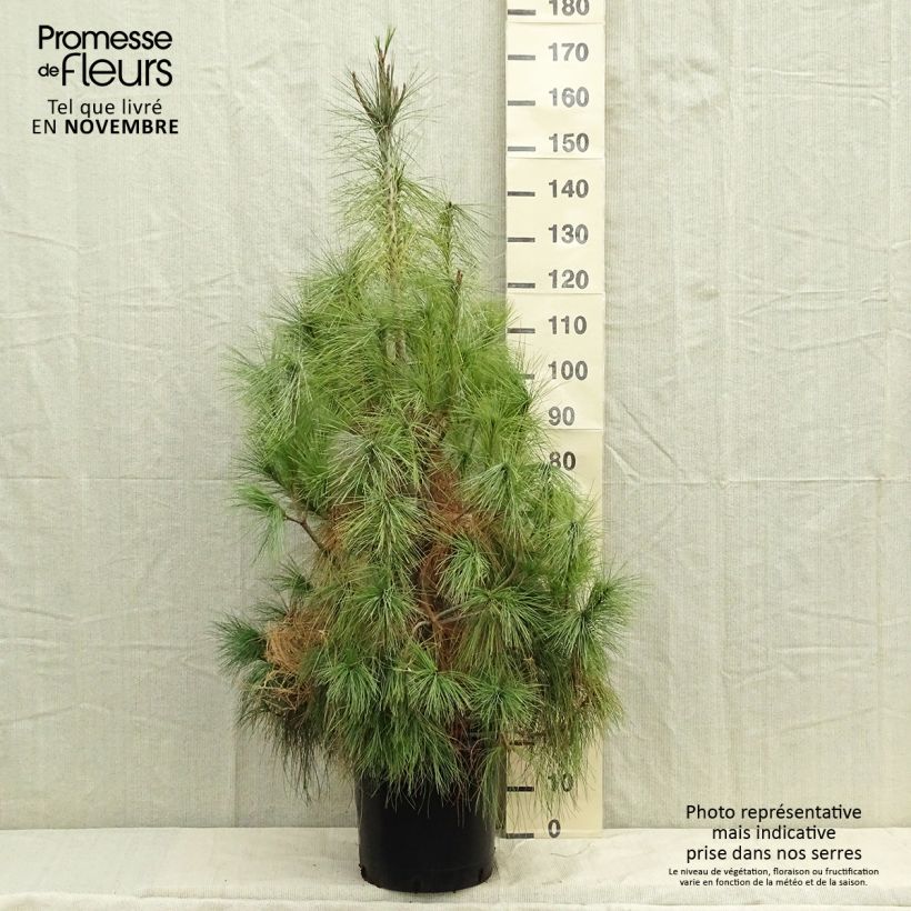 Spécimen de Pinus wallichiana - Pinus griffithii - Pin pleureur de l'Himalaya  tel que livré en automne