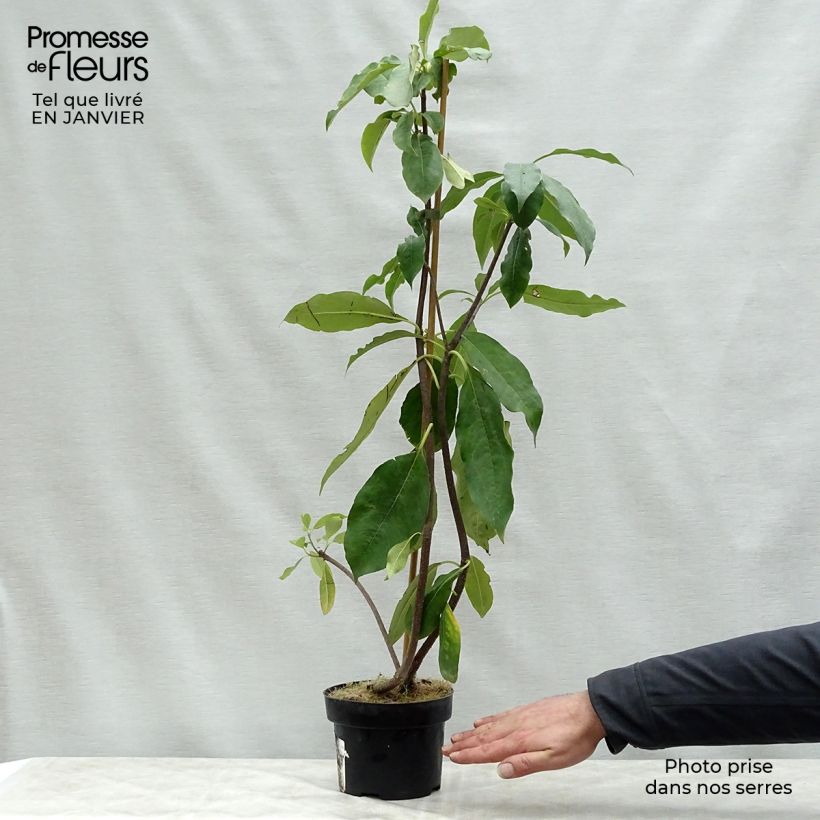 Spécimen de Pittosporum daphniphylloides Pot de 2L/3L tel que livré en hiver