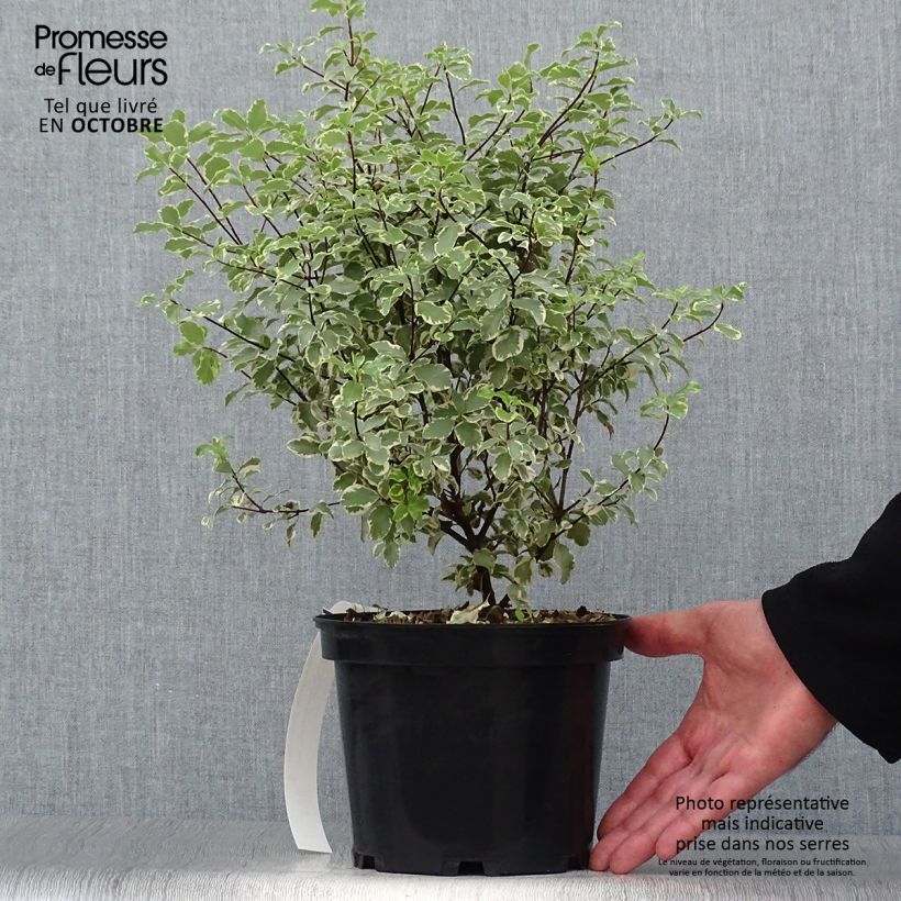 Spécimen de Pittosporum eugenoides Variegatum Pot de 3L/4L tel que livré en automne