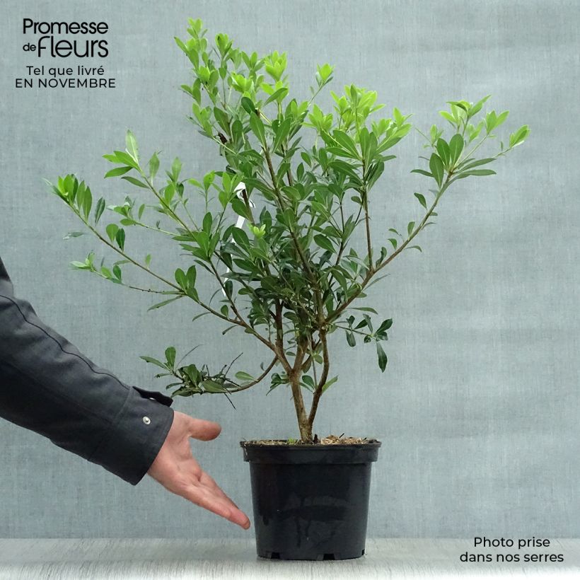 Spécimen de Pittosporum heterophyllum - Oranger de Chine tel que livré en automne