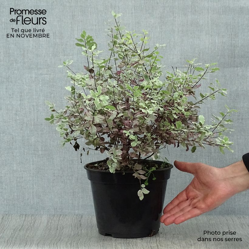 Spécimen de Pittosporum tenuifolium Bannow Bay Pot de 3L/4L tel que livré en automne