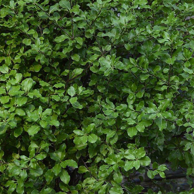 Pittosporum tenuifolium Emerald Dome (Feuillage)