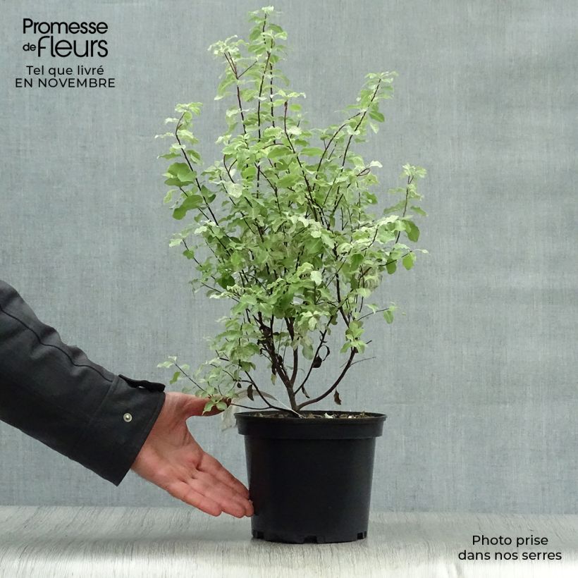 Spécimen de Pittosporum tenuifolium Irene Patterson Pot de 2L/3L tel que livré en automne