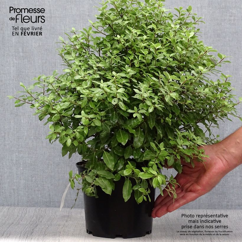 Spécimen de Pittosporum tenuifolium Midget Pot de 3L tel que livré en automne