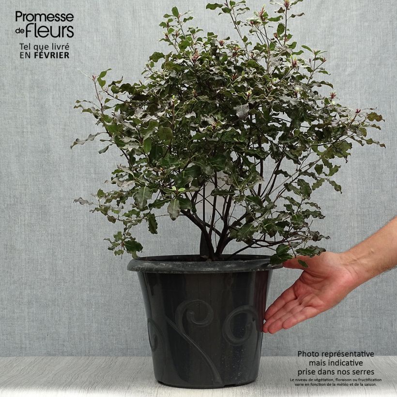 Spécimen de Pittosporum tenuifolium Purpureum - Pittosporum à petites feuilles Pot de 7,5L/10L tel que livré en automne