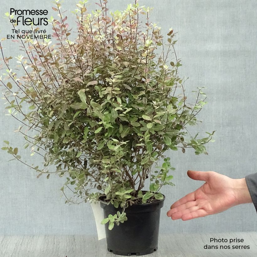 Spécimen de Pittosporum tenuifolium Tom Thumb - Pittosporum à petites feuilles Pot de 2L/3L tel que livré en automne