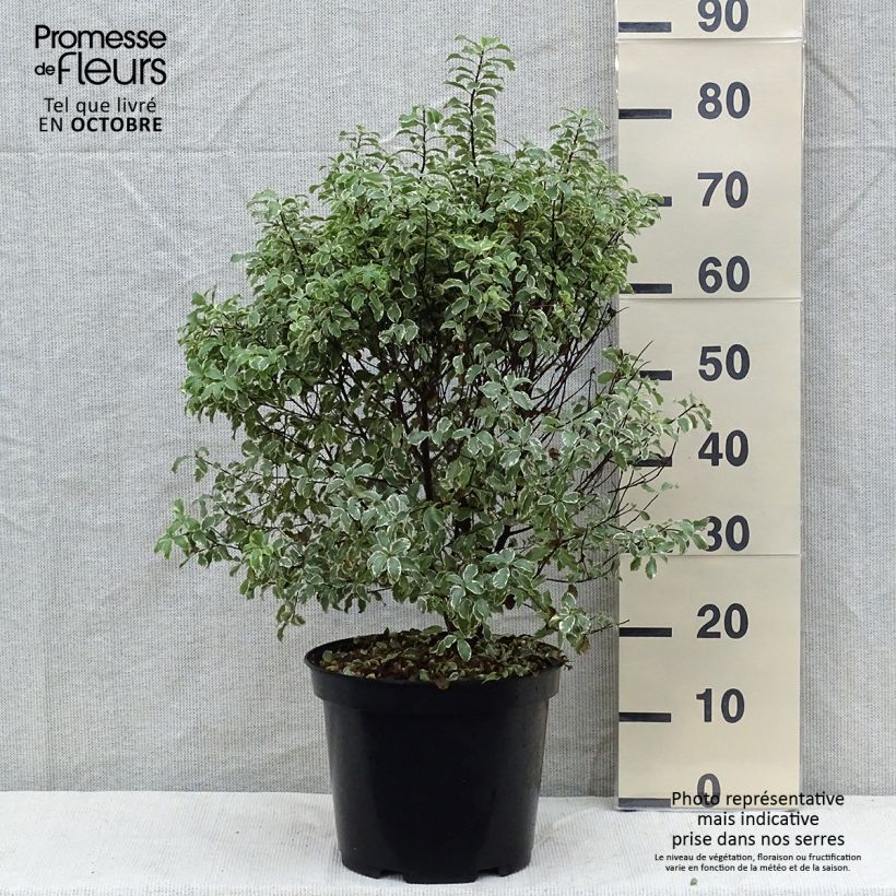 Spécimen de Pittosporum tenuifolium Variegatum pot de 10L tel que livré en automne