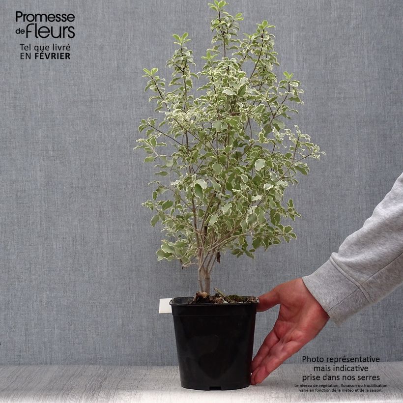 Spécimen de Pittosporum tenuifolium Variegatum pot de 2L tel que livré en automne