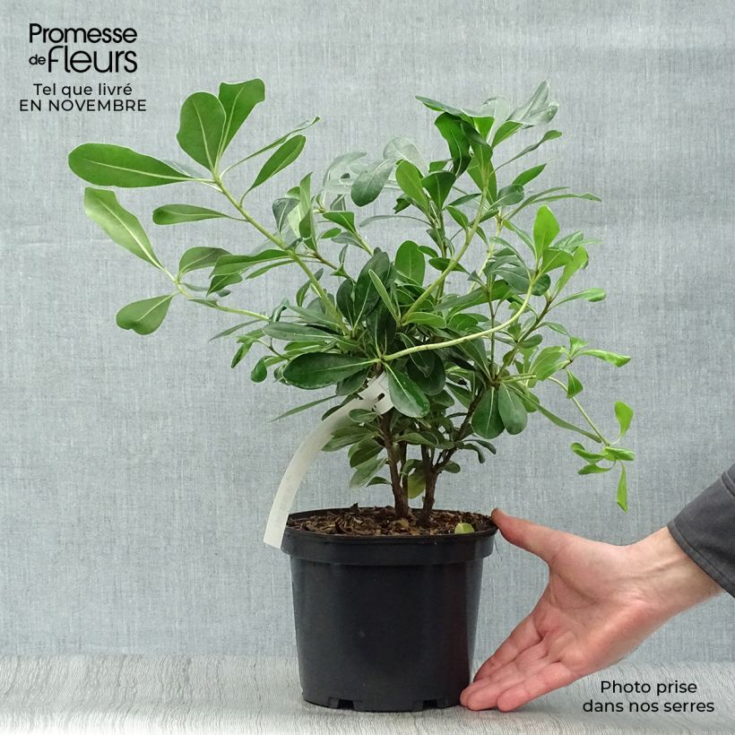 Spécimen de Pittosporum tobira 40/60cm en pot de 3L- Pittospore du Japon tel que livré en automne