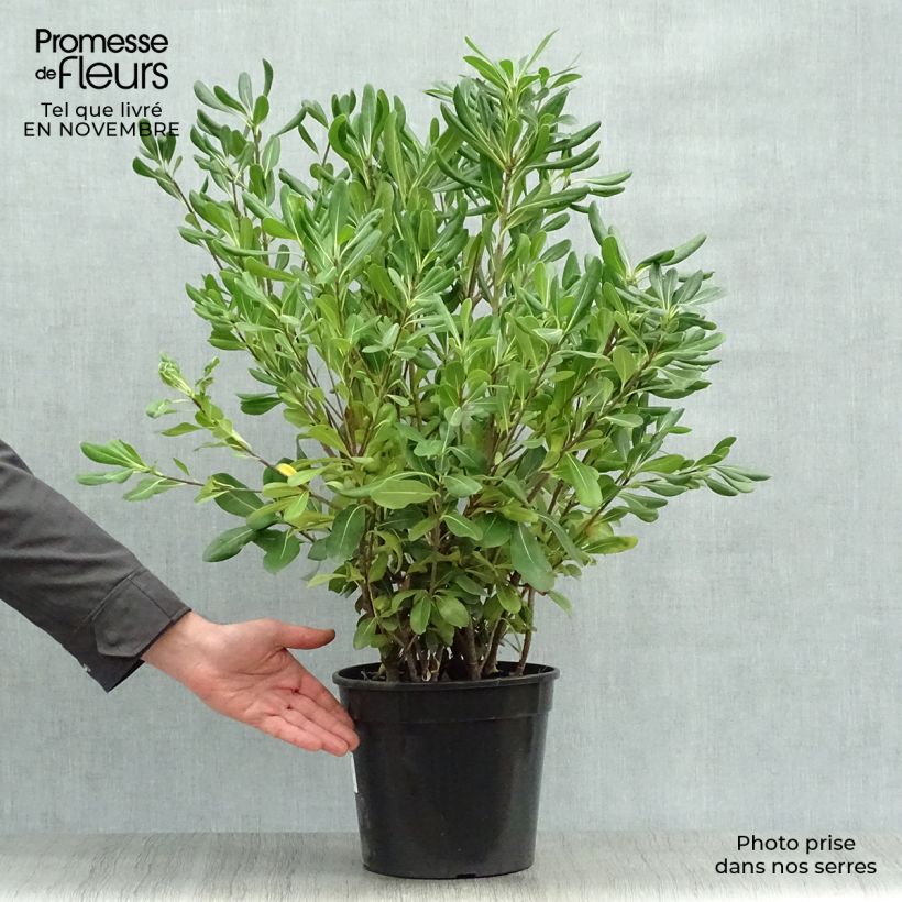 Spécimen de Pittosporum tobira - Pittospore du Japon en pot de 7,5L/10L tel que livré en automne