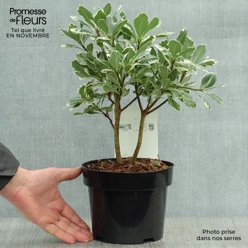 Spécimen de Pittosporum tobira Variegatum Pot de 2L/3L tel que livré en automne