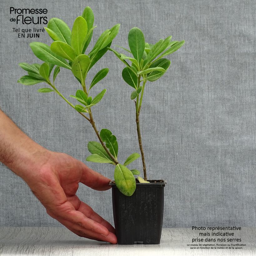 Spécimen de Pittosporum tobira - Pittospore du Japon tel que livré en été