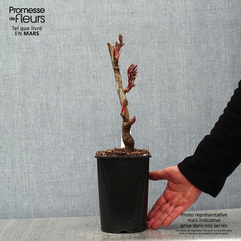 Spécimen de Pivoine arbustive Jin Ge - Paeonia suffruticosa tel que livré en hiver
