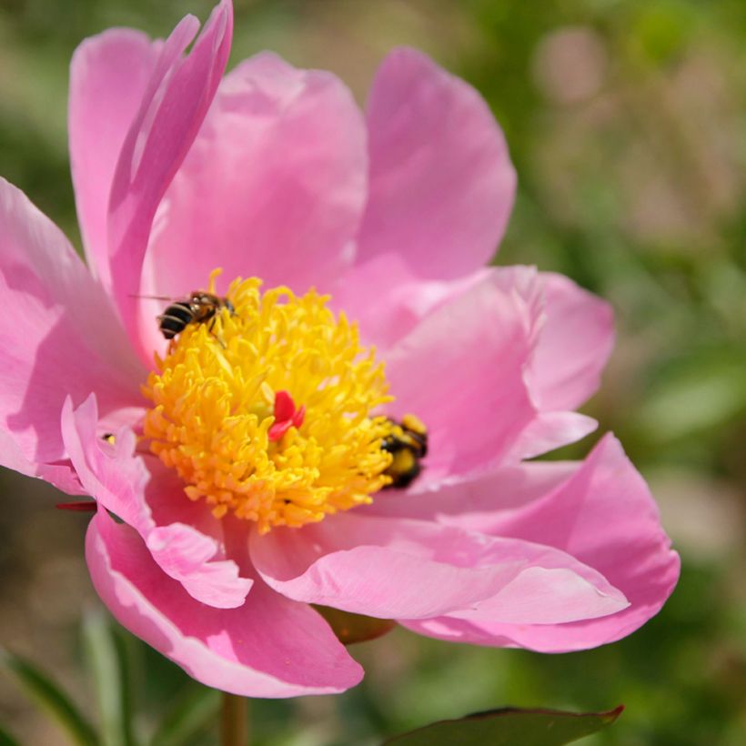 Pivoine lactiflora Nymphe (Floraison)