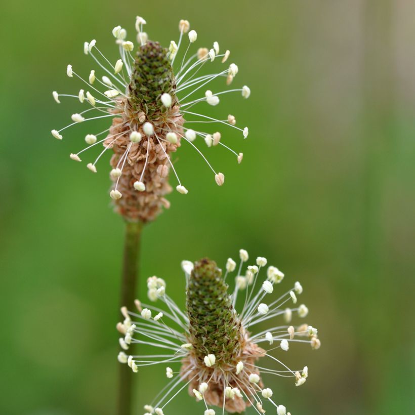 Plantain lancéolé BIO Graines (Floraison)