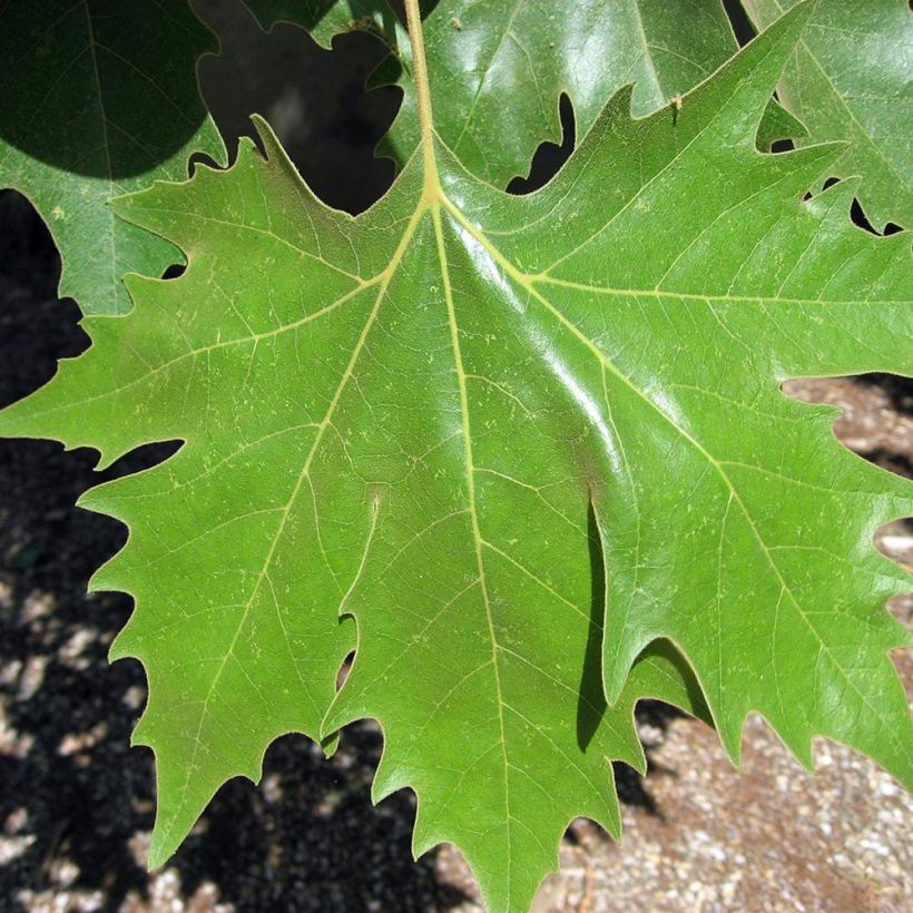 Morus alba - Mûrier blanc  (Feuillage)