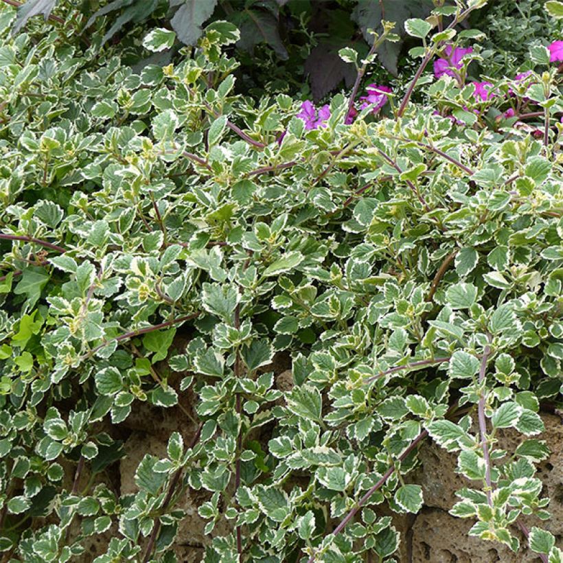 Plectranthus coleoides Variegatus panaché (Port)