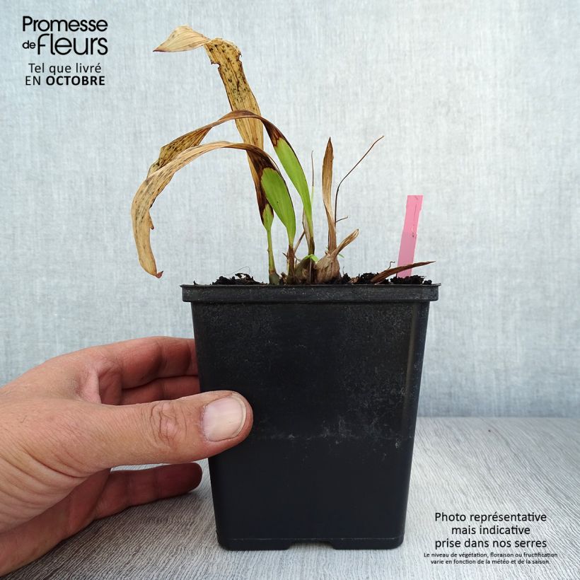 Spécimen de Pleione formosana - Orchidée de Formose terrestre  Pot de 1L/1,5L tel que livré en automne