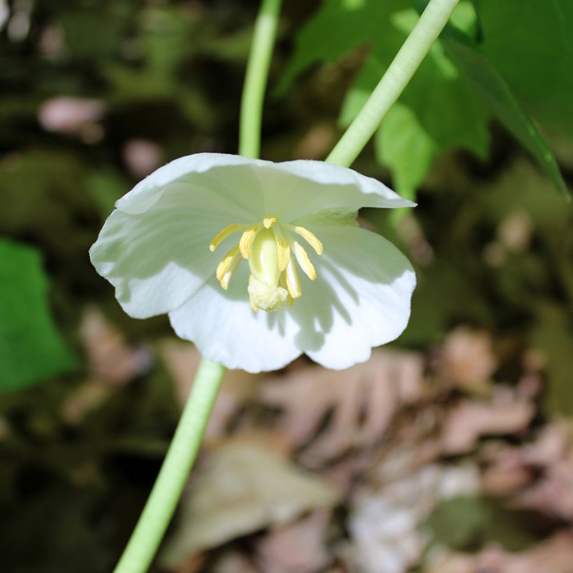 Podophyllum peltatum (Floraison)