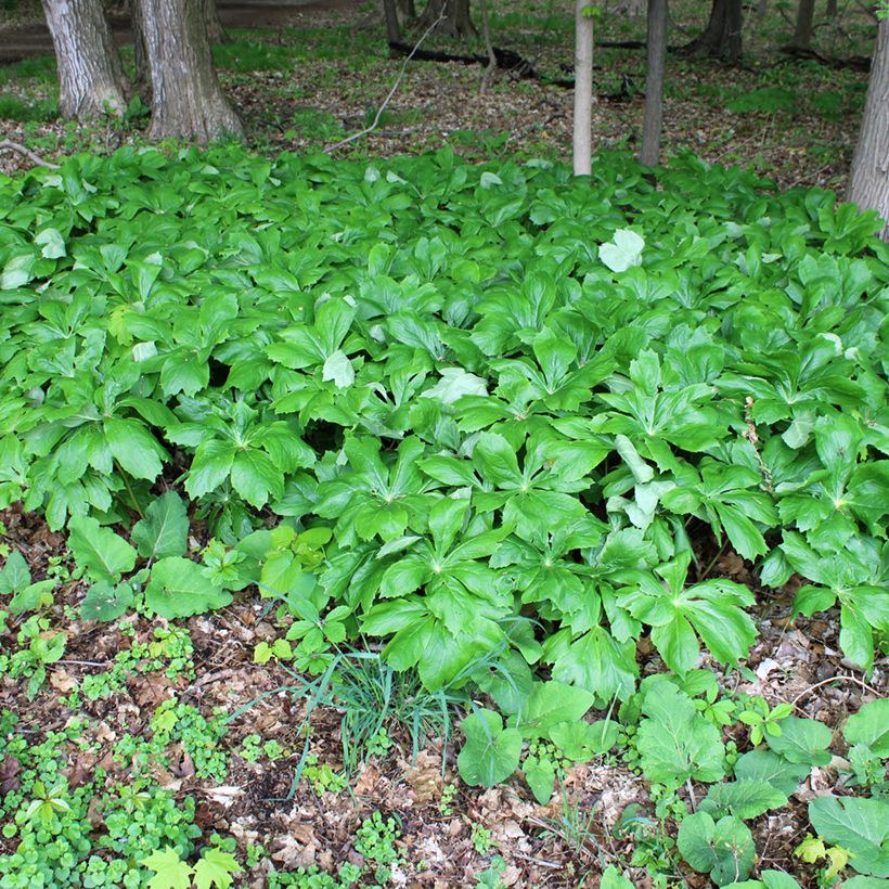 Podophyllum peltatum (Port)