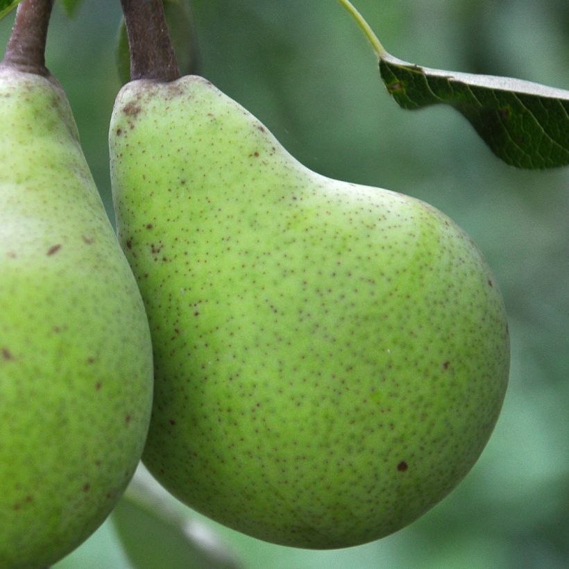 Poirier Le Lectier - Pyrus communis (Récolte)