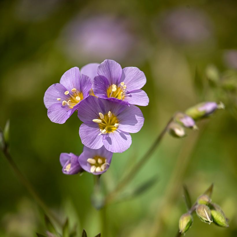 Polemonium caeruleum Lambrook Mauve (Floraison)