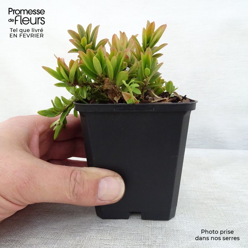 Spécimen de Polygala chamaebuxus Grandiflora - Faux buis Godet de 9cm tel que livré en hiver