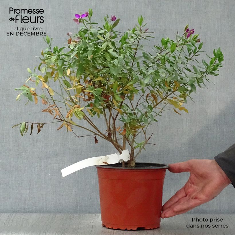 Spécimen de Polygala myrtifolia - Polygale à feuilles de myrte Pot de 2L/3L tel que livré en hiver