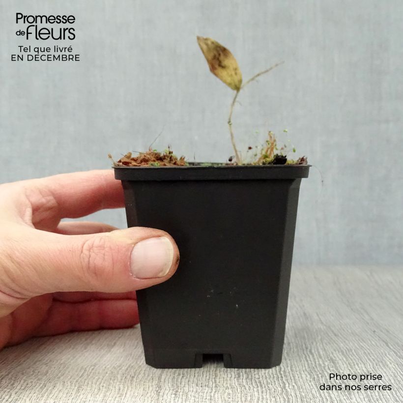 Spécimen de Sceau de Salomon - Polygonatum commutatum Godet de 9cm tel que livré en hiver