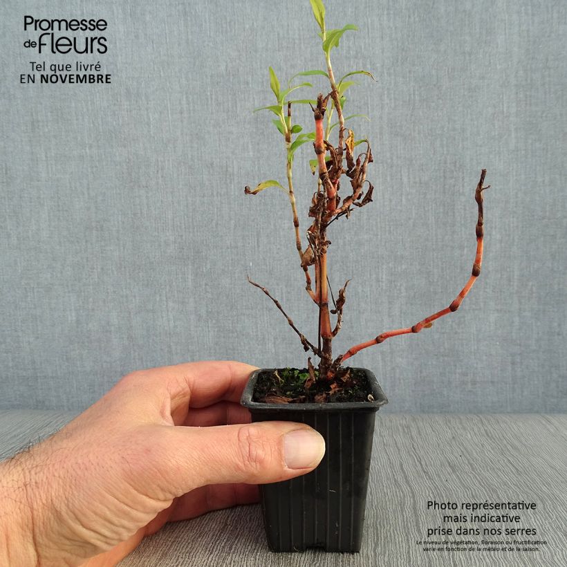 Spécimen de Polygonum thaï - Polygonum odoratum - Rau Ram tel que livré en automne