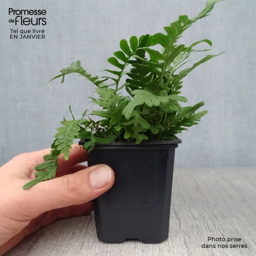 Spécimen de Polypodium vulgare - Fougère persistante Godet de 9cm tel que livré en hiver