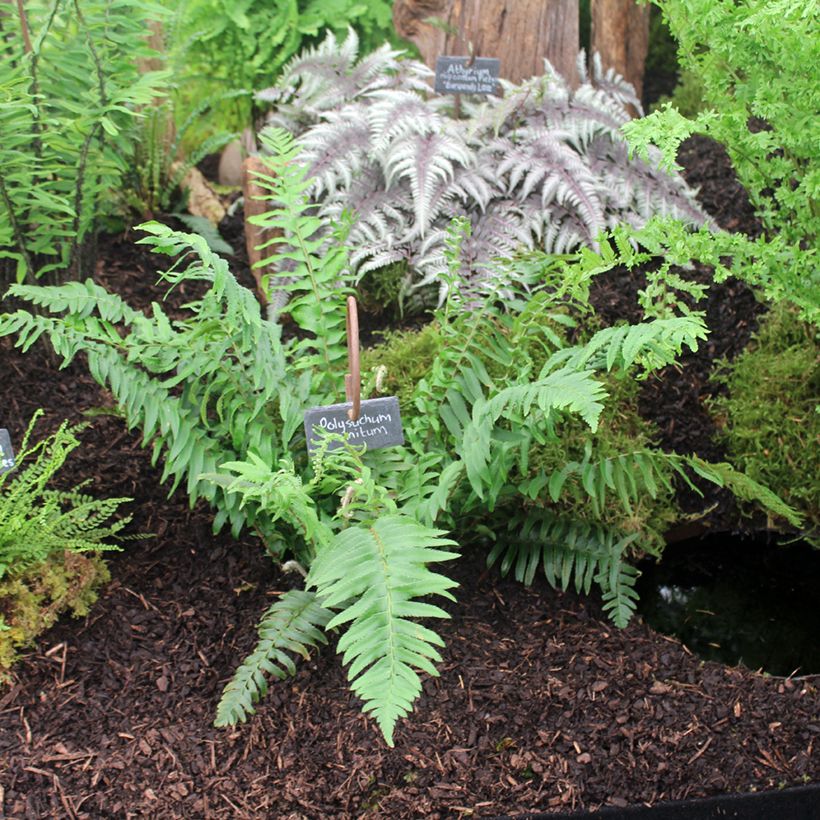 Polystichum munitum - Fougère (Port)