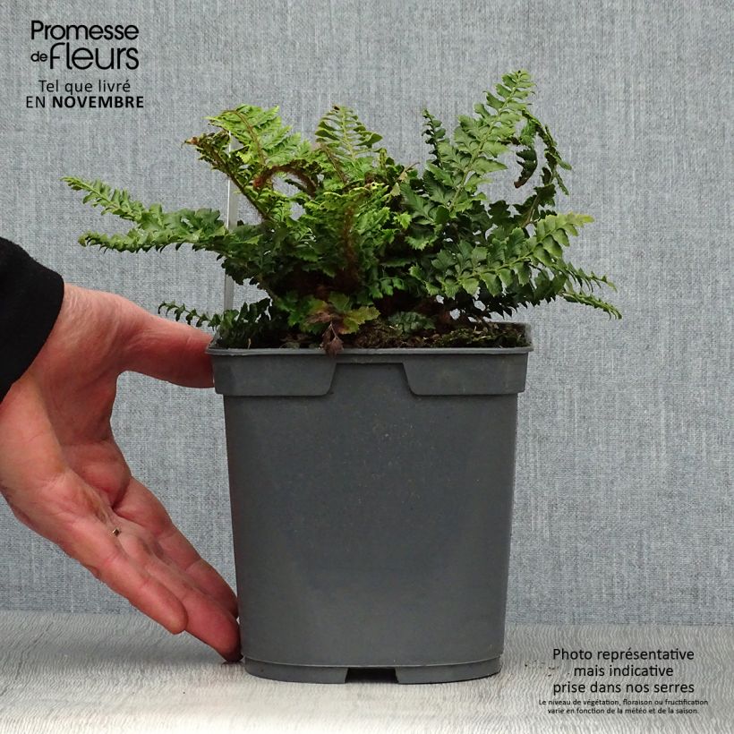 Spécimen de Polystichum polyblepharum - Fougère persistante en pot de 2/3 litres tel que livré en automne