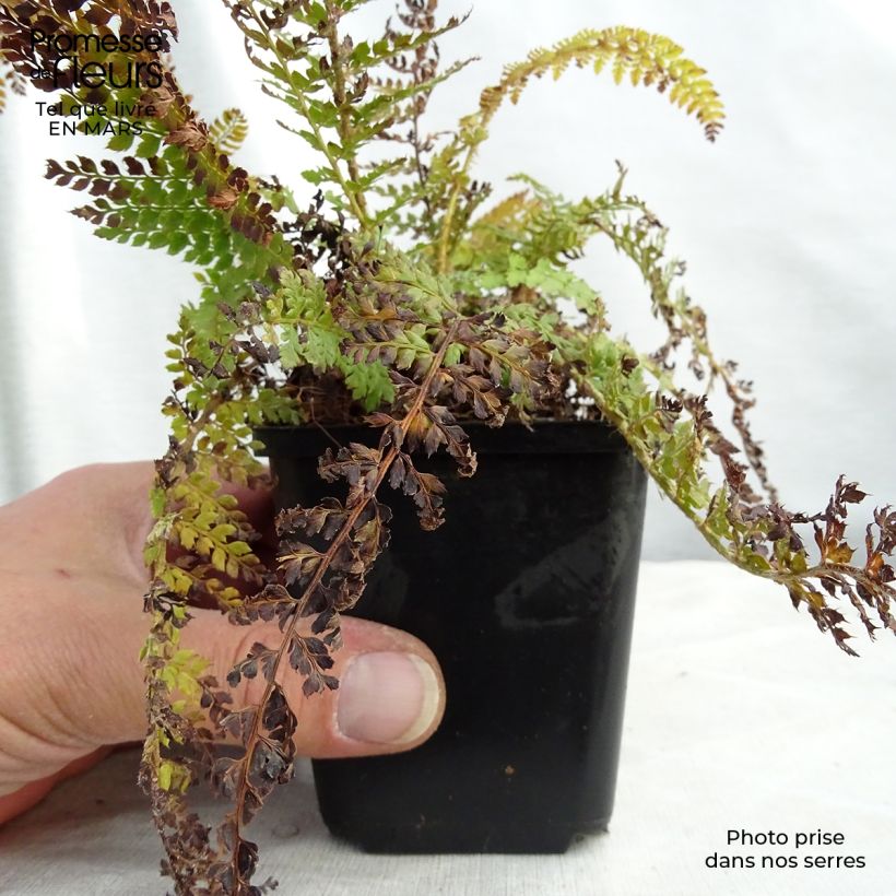 Spécimen de Polystichum setiferum - Aspidie à cils raides Densum Godet de 9cm tel que livré en hiver