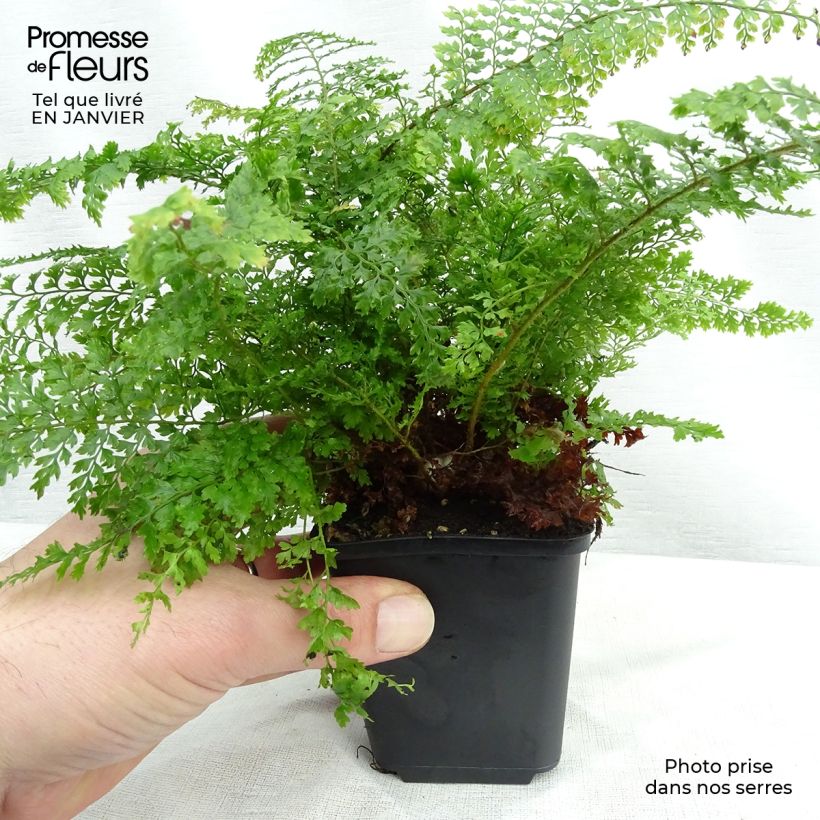 Spécimen de Polystichum setiferum Plumosum Densum - Fougère Godet de 9cm tel que livré en hiver