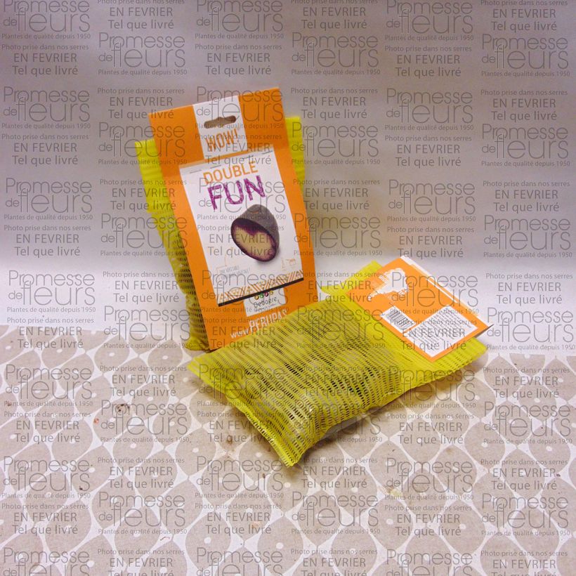 Exemple de spécimen de Pommes de terres Double Fun Sac de 25 plants tel que livré