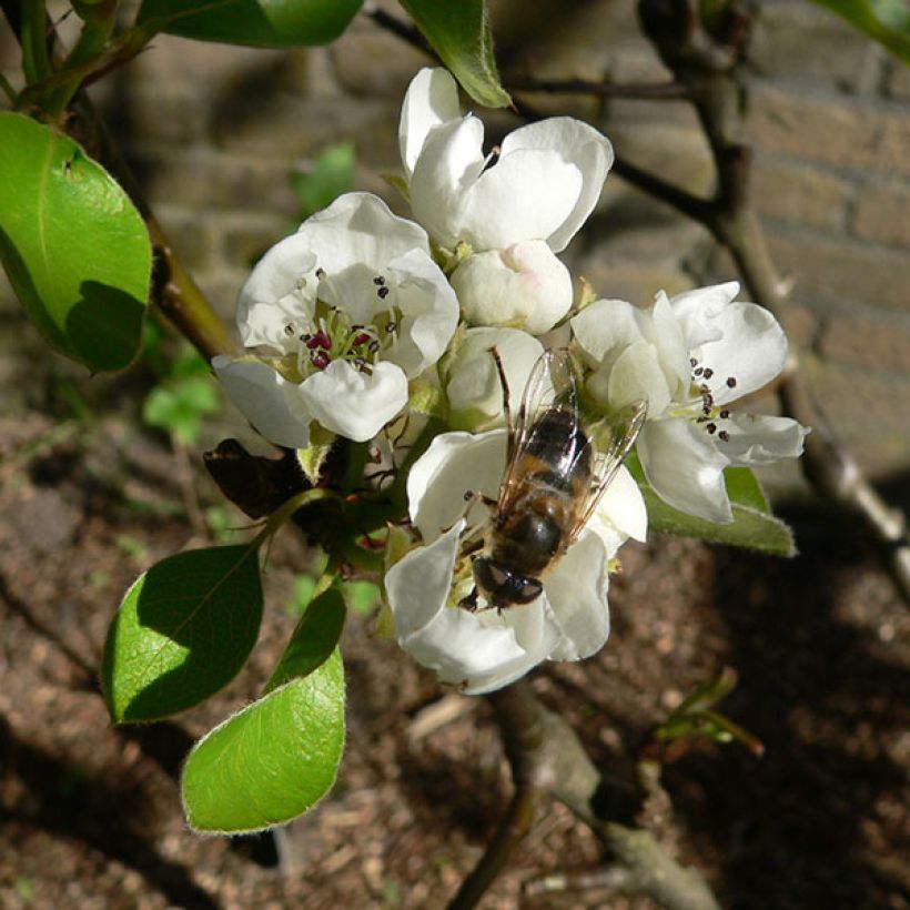 Pommier Elstar (Floraison)