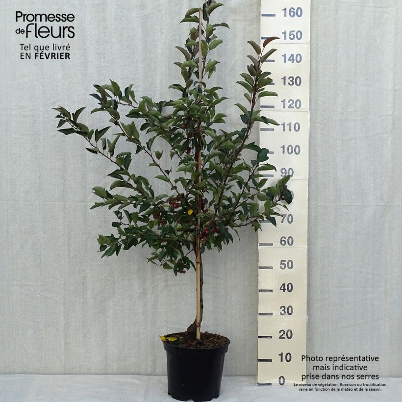 Spécimen de Pommier - Malus Diable Rouge Quenouille en pot de 7,5l/10l tel que livré en automne