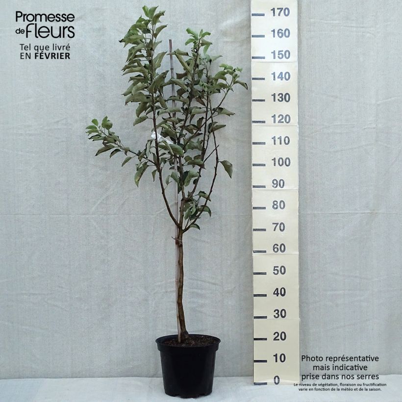 Spécimen de Pommier - Malus domestica Idared Gobelet en pot de 7,5l/10l tel que livré en automne