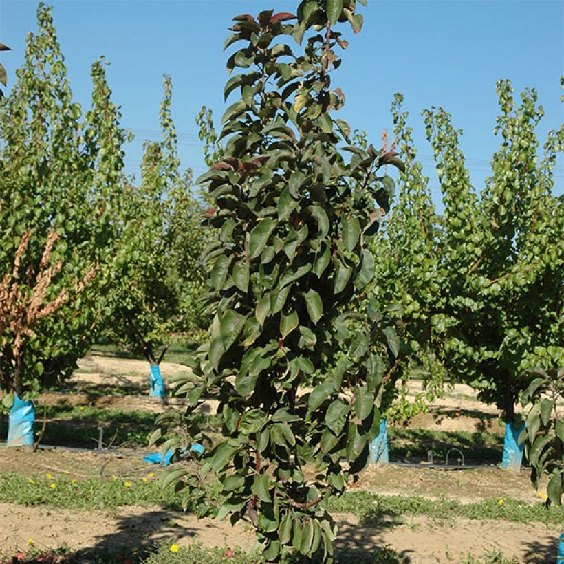 Pommier colonnaire Ballerina Maypole (Port)