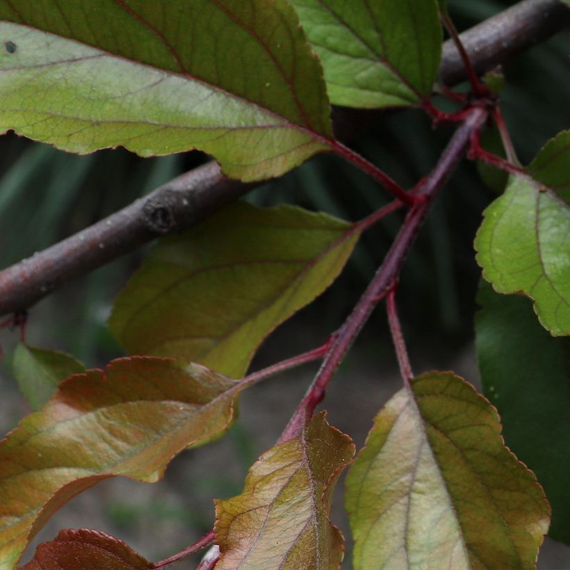 Pommier d'ornement - Malus Aldenhamensis (Feuillage)