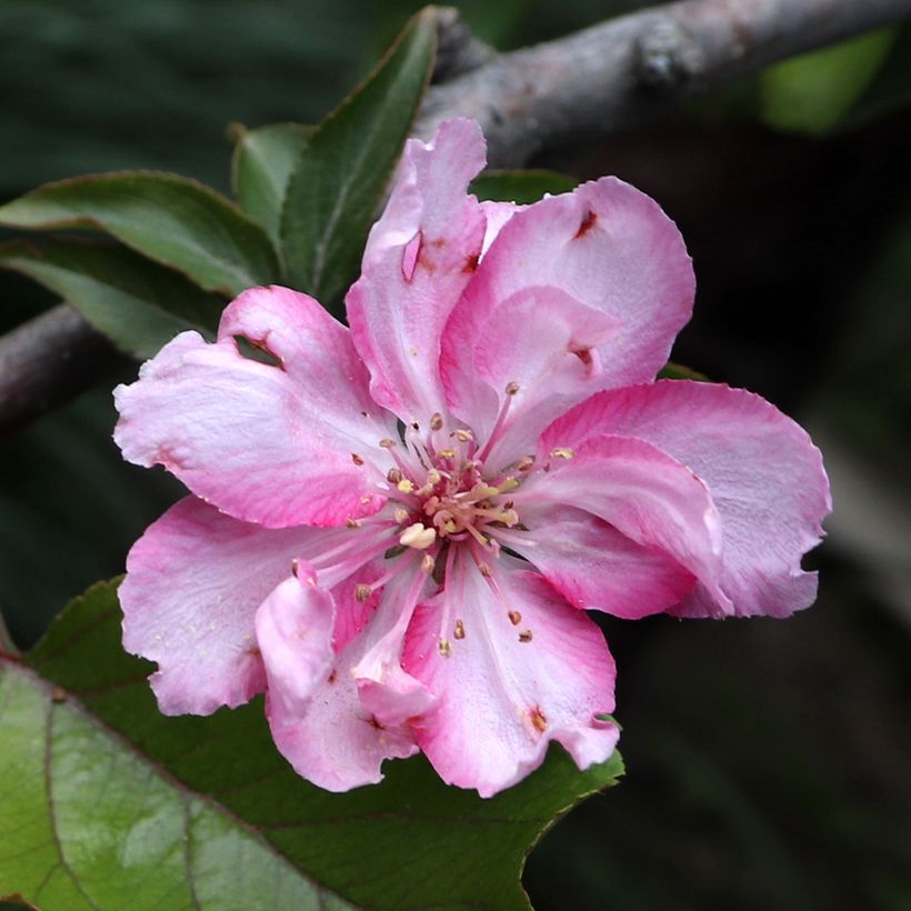 Pommier d'ornement - Malus Aldenhamensis (Floraison)