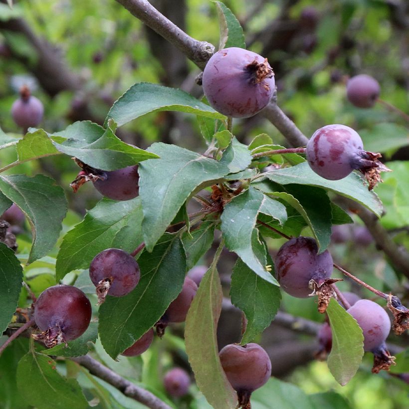 Pommier d'ornement - Malus Aldenhamensis (Récolte)