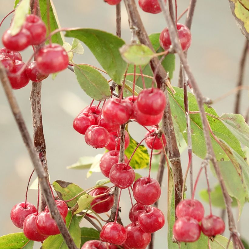 Pommier d'ornement - Malus Royal Beauty (Récolte)