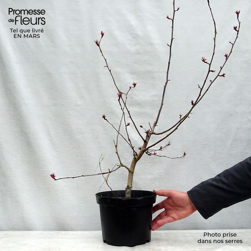 Spécimen de Pommier d'ornement - Malus Rudolph tel que livré en hiver