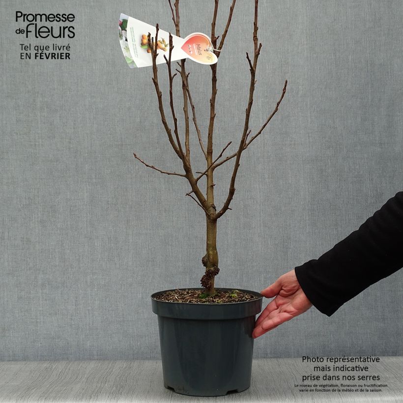 Spécimen de Pommier d'ornement - Malus Golden Hornet en pot de 4/5L tel que livré en hiver