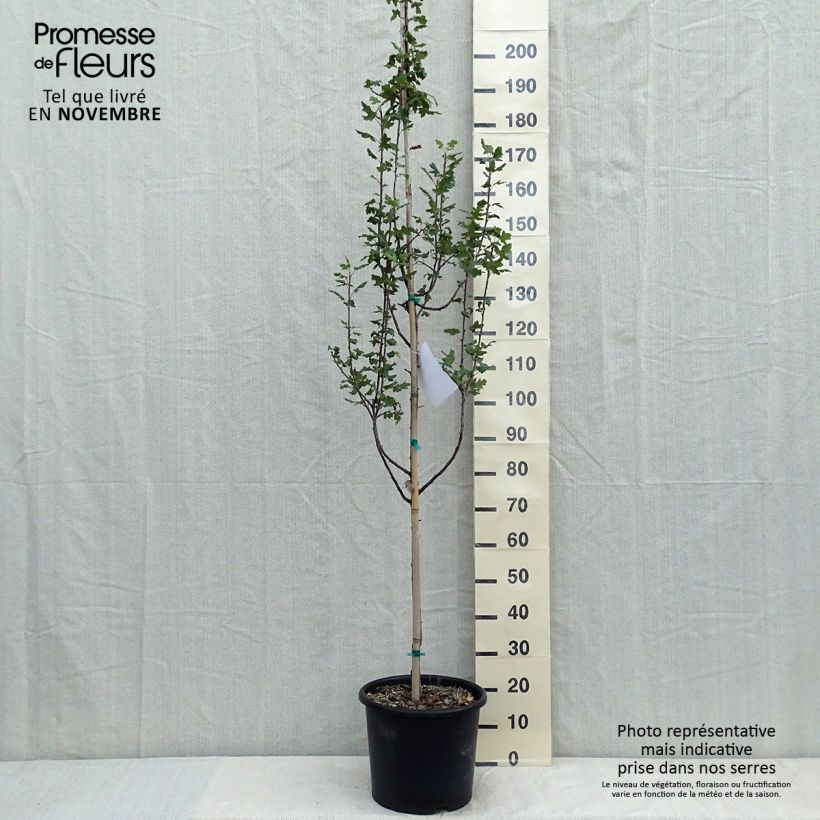 Spécimen de Pommier trilobé - Malus trilobata Pot de 12L/15L tel que livré en automne