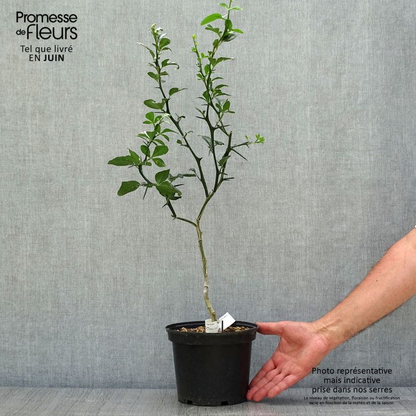 Spécimen de Poncirus trifoliata - Citronnier épineux tel que livré en été
